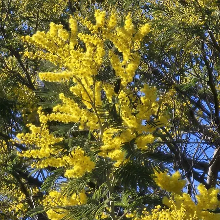 A - Les Mimosas 망들리유 라 나플